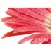 KELA Prostírání PICTURE červený květ KL-15039