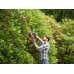 Black & Decker BEHTS451 Elektrické nůžky na živý plot (60cm/550W)