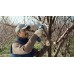 BAZAR BOSCH PRO PRUNER PROFESSIONAL Akumulátorové zahradnické nůžky 12V, 2x 3,0Ah 06019K1021 PO SERVISE, POUŽITÉ!!!