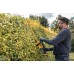 DeWALT DCMHT562P1 Nůžky na živé ploty 55 cm, 19 mm XR (18V/1x5,0Ah)
