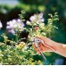GARDENA BP 50 Premium Zahradní nůžky, ø 24 mm 8702-20