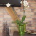 PROSPERPLAST COUBI Květináč na orchidej 12 cm, růžová transparentní DUW120P