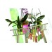 PROSPERPLAST COUBI květináč na orchideje 1,5l, zelená DUOW130T