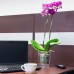 PROSPERPLAST COUBI Květináč na orchidej 16 cm, růžová transparentní matná DUOW160T