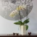 PROSPERPLAST COUBI květináč 12cm, 2l, krémová DUW120