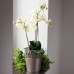 PROSPERPLAST CITY Květináč s krajkou 18,0 cm, bílá DCIT180