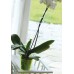 Prosperplast DECOR podpěra pro orchidej 55cm, růžová ISTC02